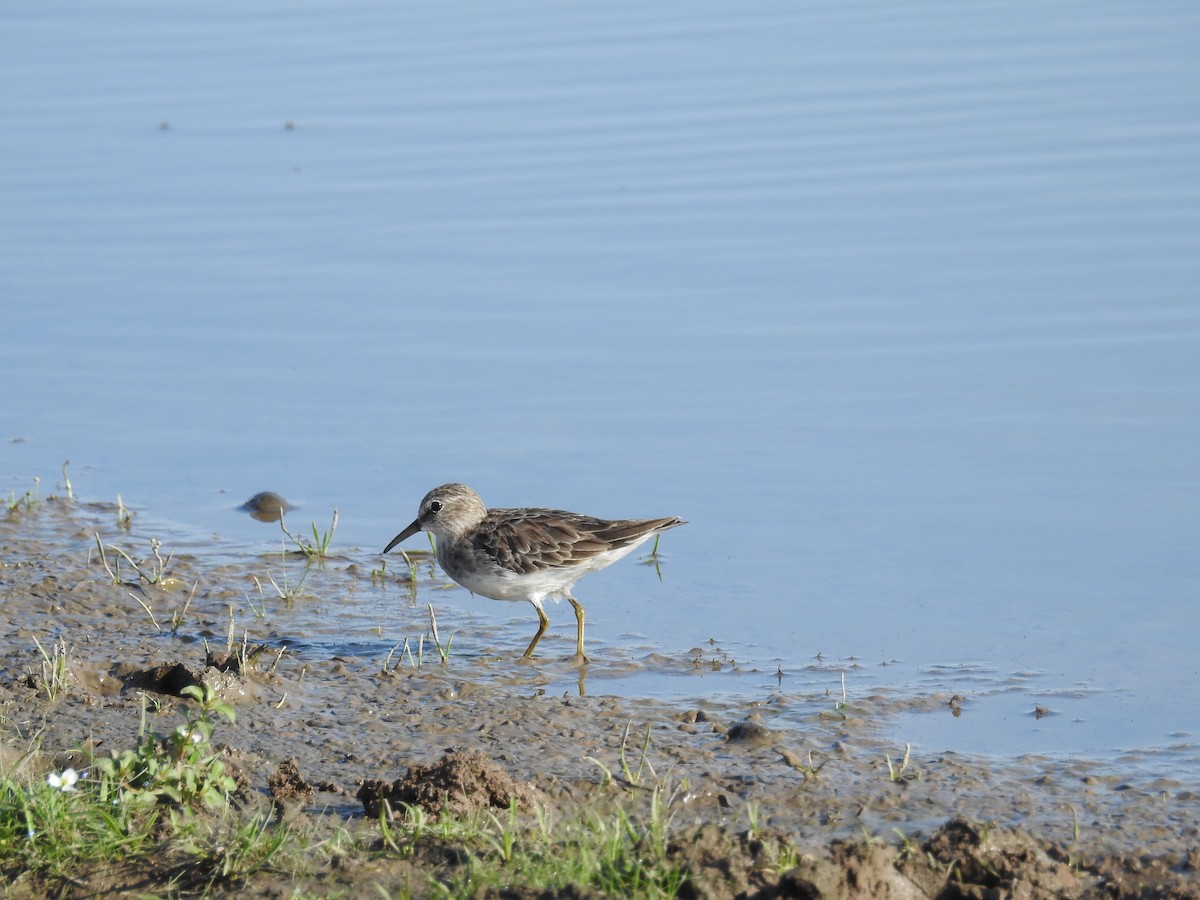 Least Sandpiper - ML613109853