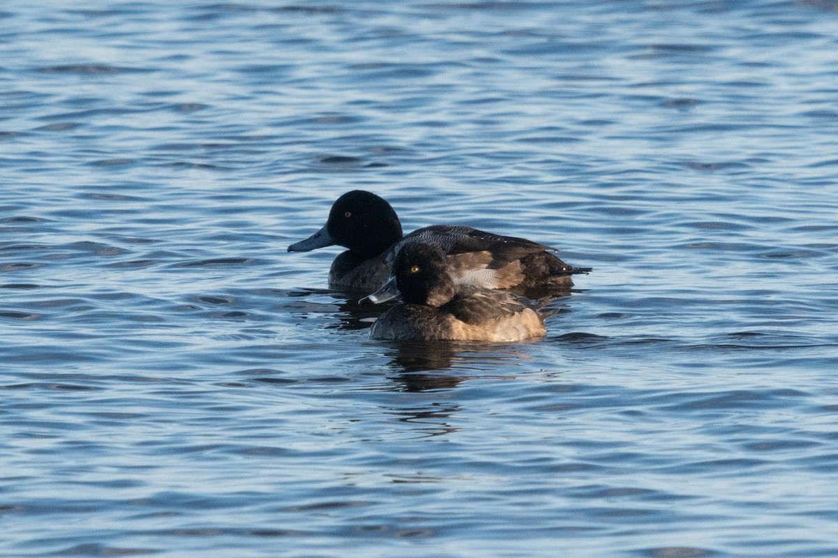 Ring-necked Duck - Diane Demers