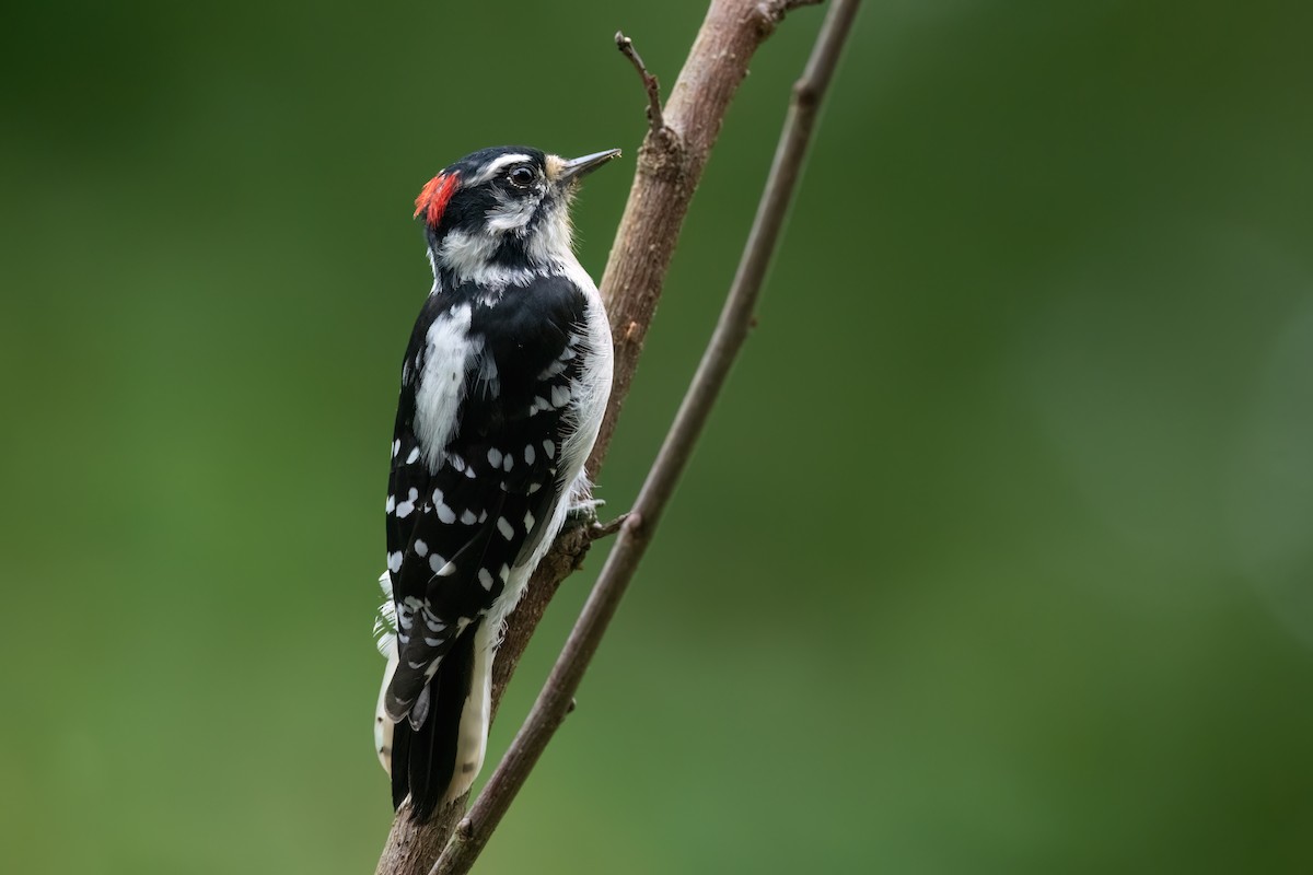 Downy Woodpecker - ML613109936