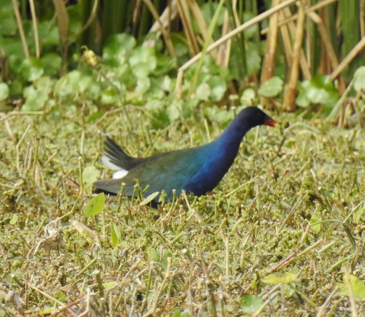 Purple Gallinule - Laurie DeWispelaere