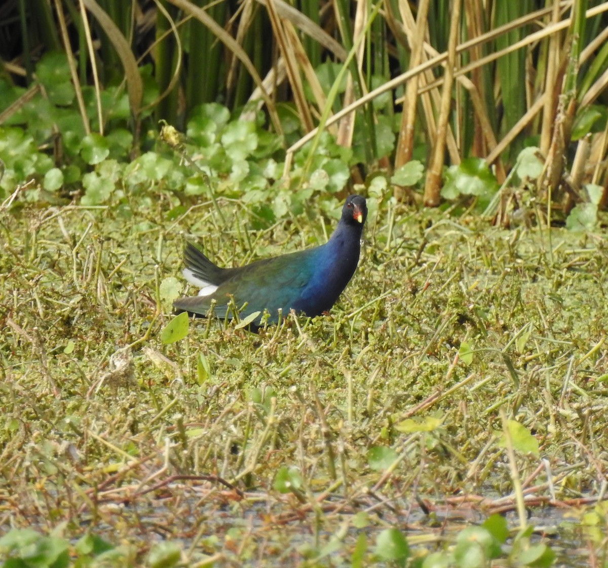 Purple Gallinule - Laurie DeWispelaere