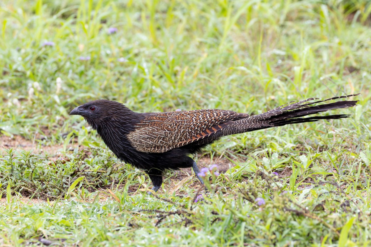 Pheasant Coucal - ML613110016