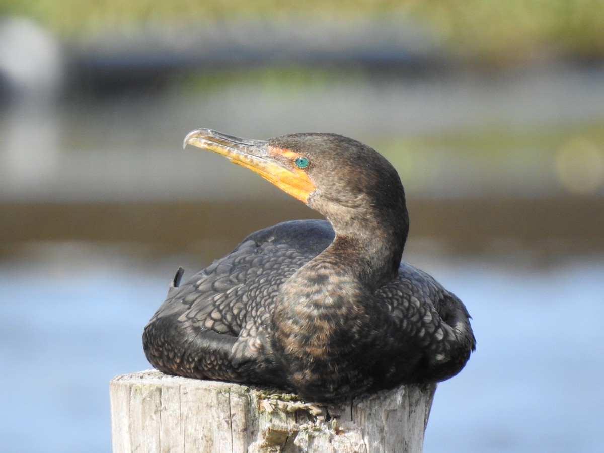 Double-crested Cormorant - Laurie DeWispelaere