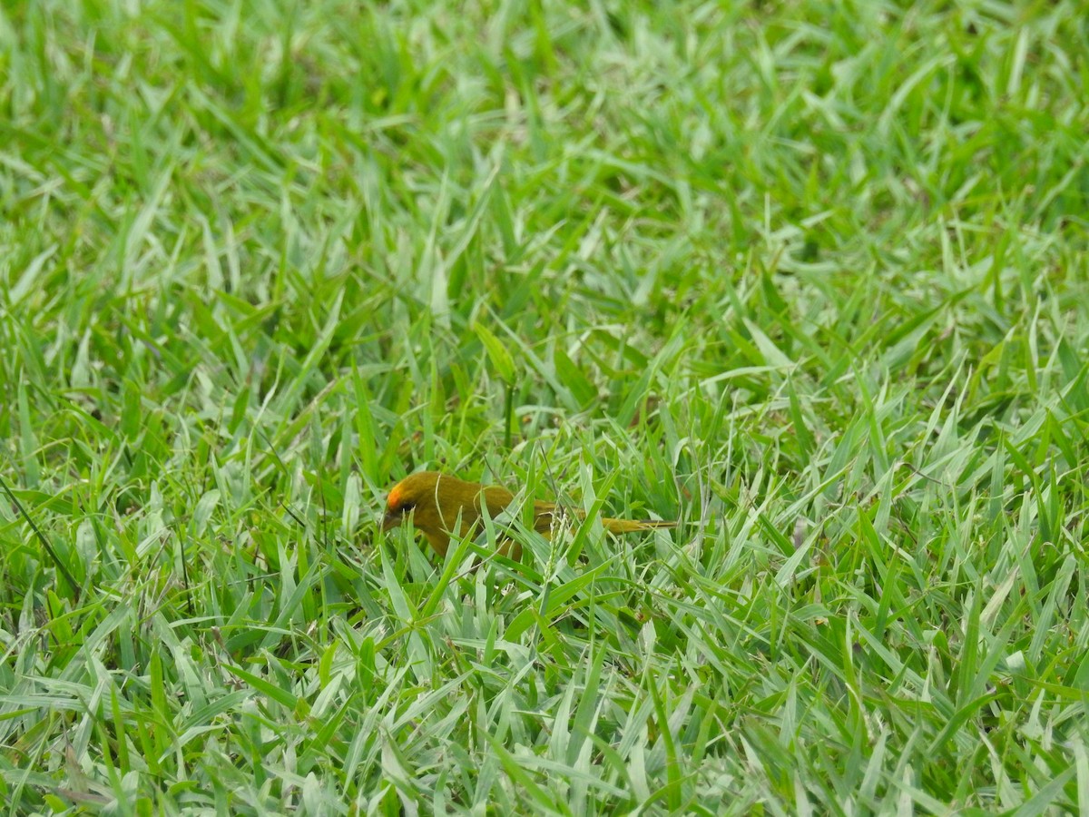 Orange-fronted Yellow-Finch - ML613110047