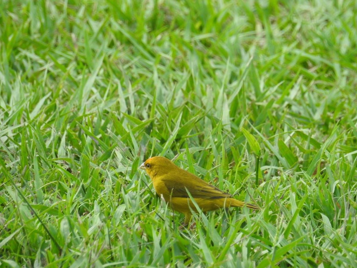 Orange-fronted Yellow-Finch - ML613110054