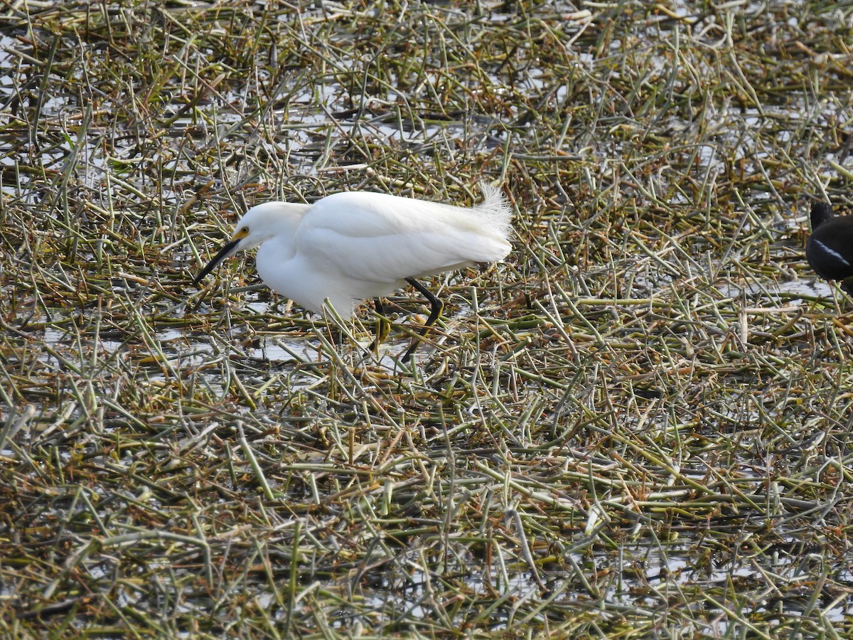 Snowy Egret - Laurie DeWispelaere