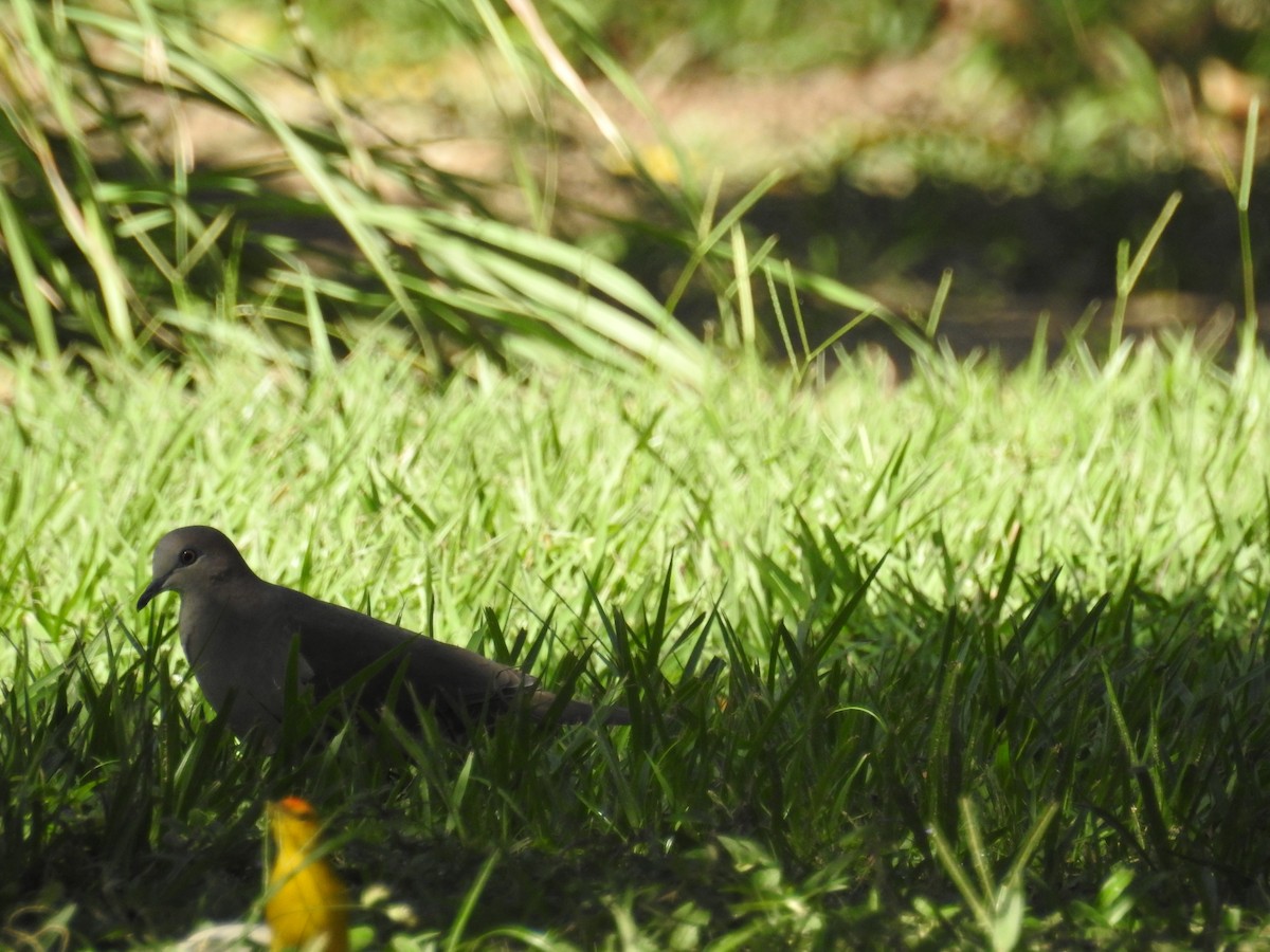 Gray-fronted Dove - ML613110062