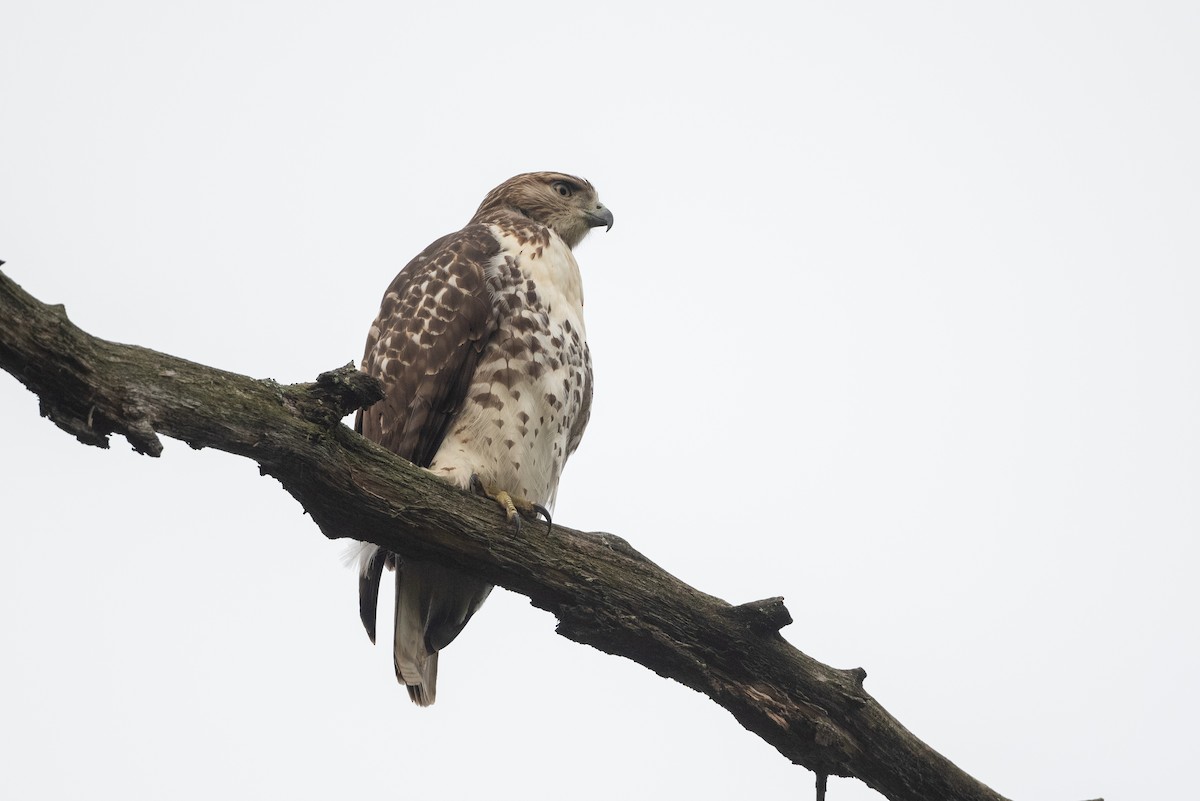 Red-tailed Hawk - ML613110075