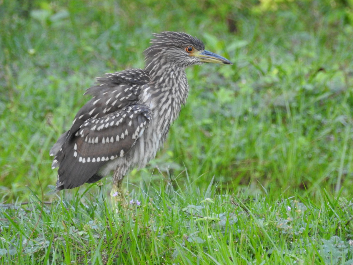 Yellow-crowned Night Heron - ML613110081