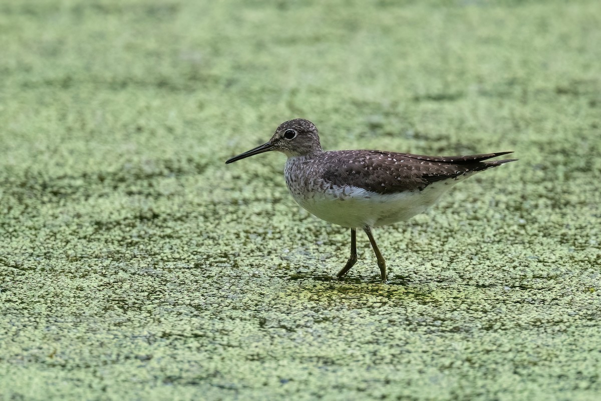 Solitary Sandpiper - ML613110132