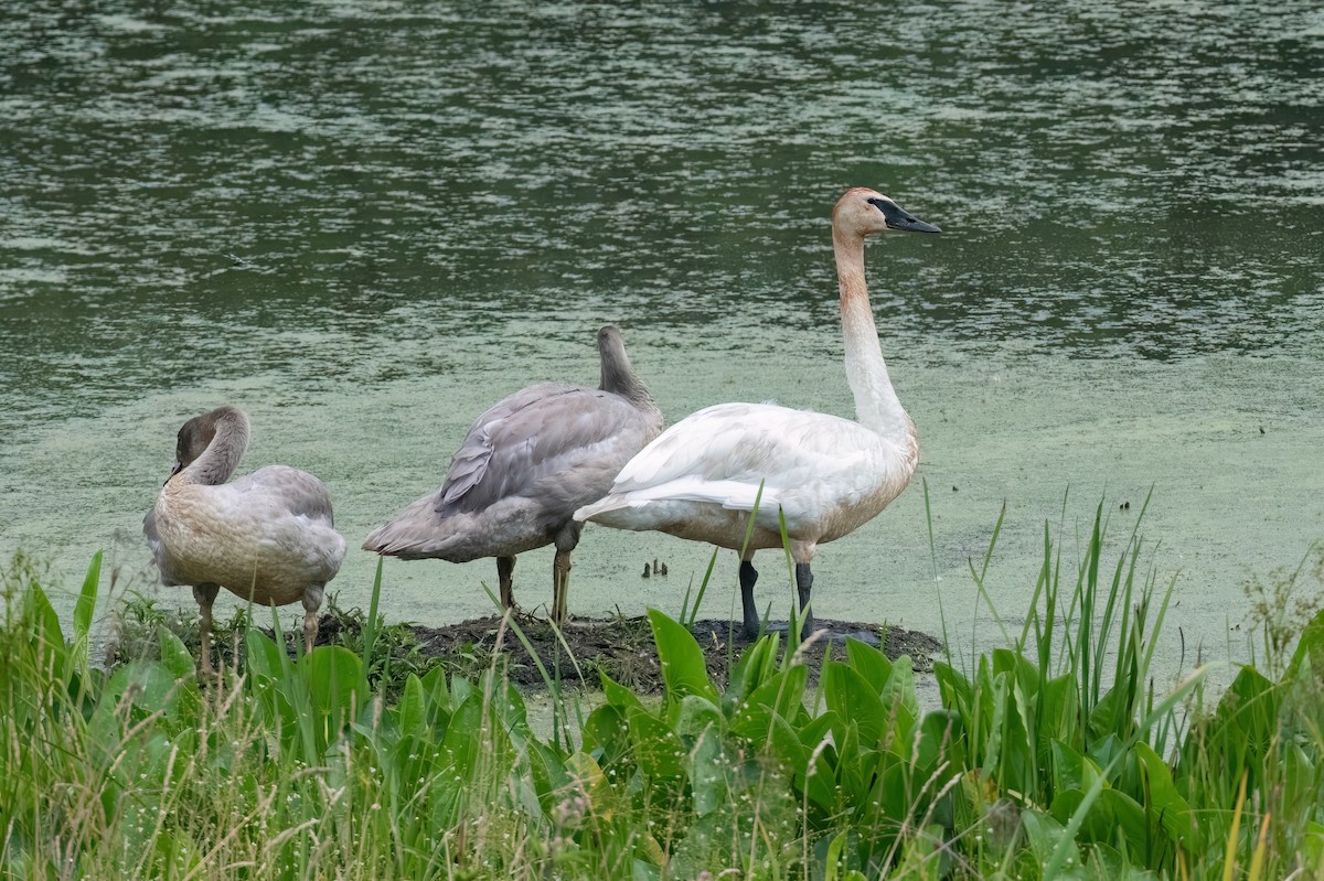 Trumpeter Swan - ML613110155
