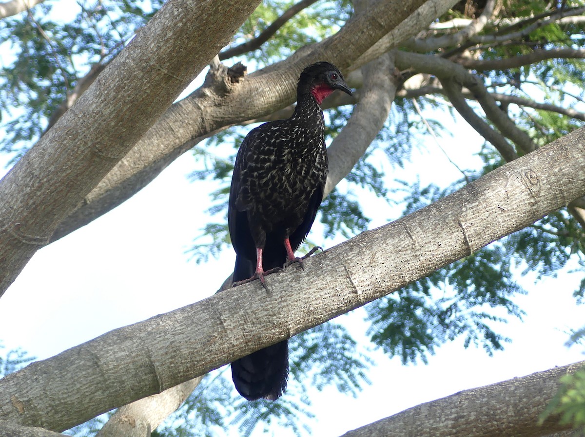 Crested Guan - ML613110159
