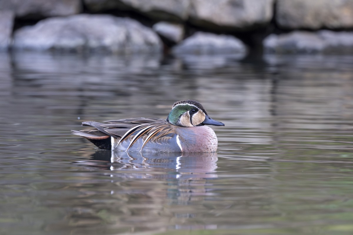 Baikal Teal - ML613110173