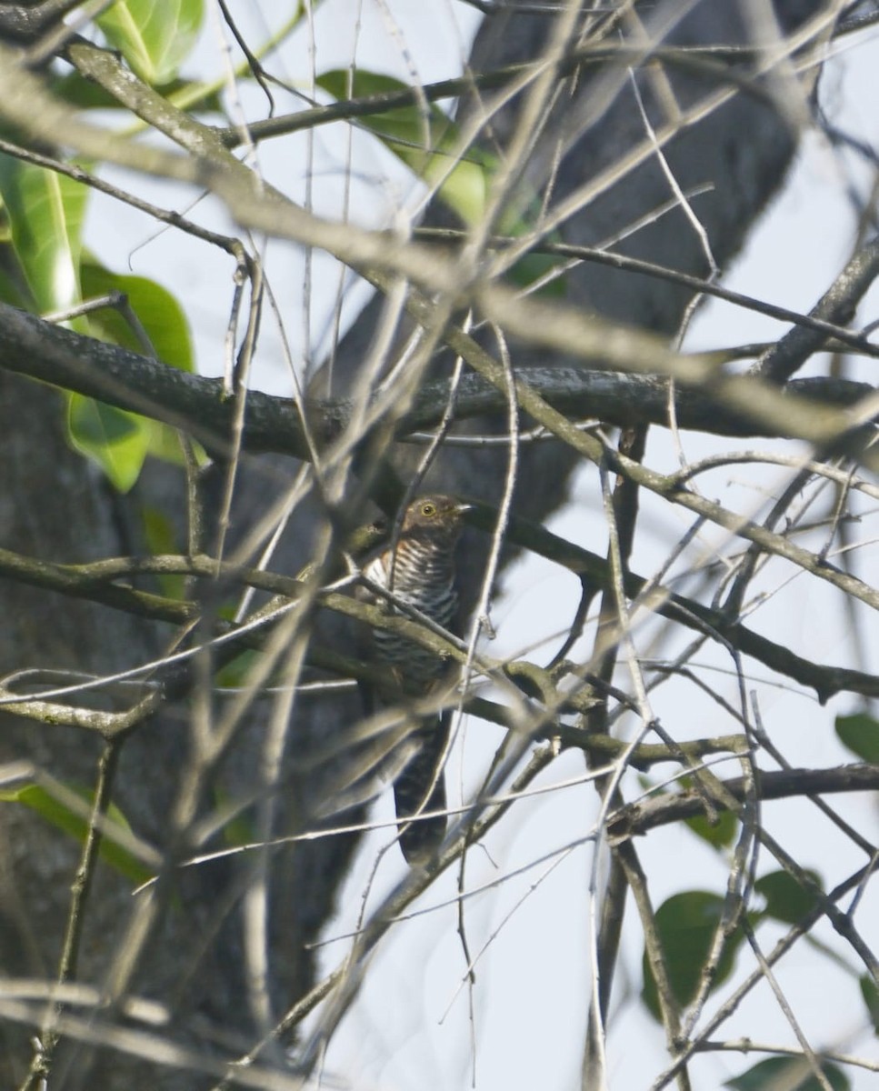 Lesser Cuckoo - ML613110206