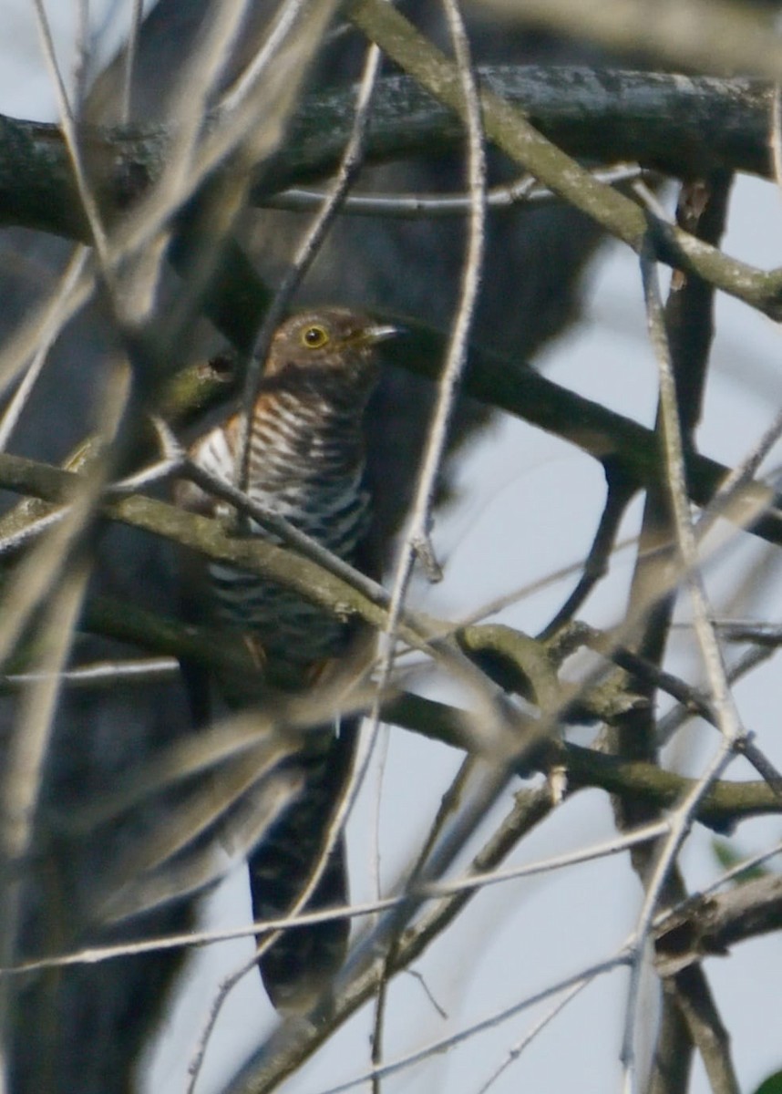 Lesser Cuckoo - ML613110207