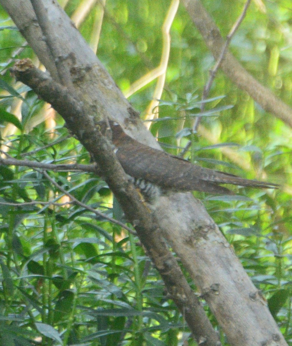 Lesser Cuckoo - ML613110208