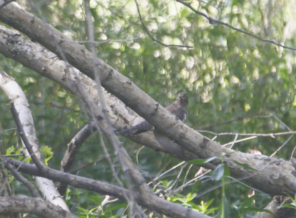 Lesser Cuckoo - ML613110209