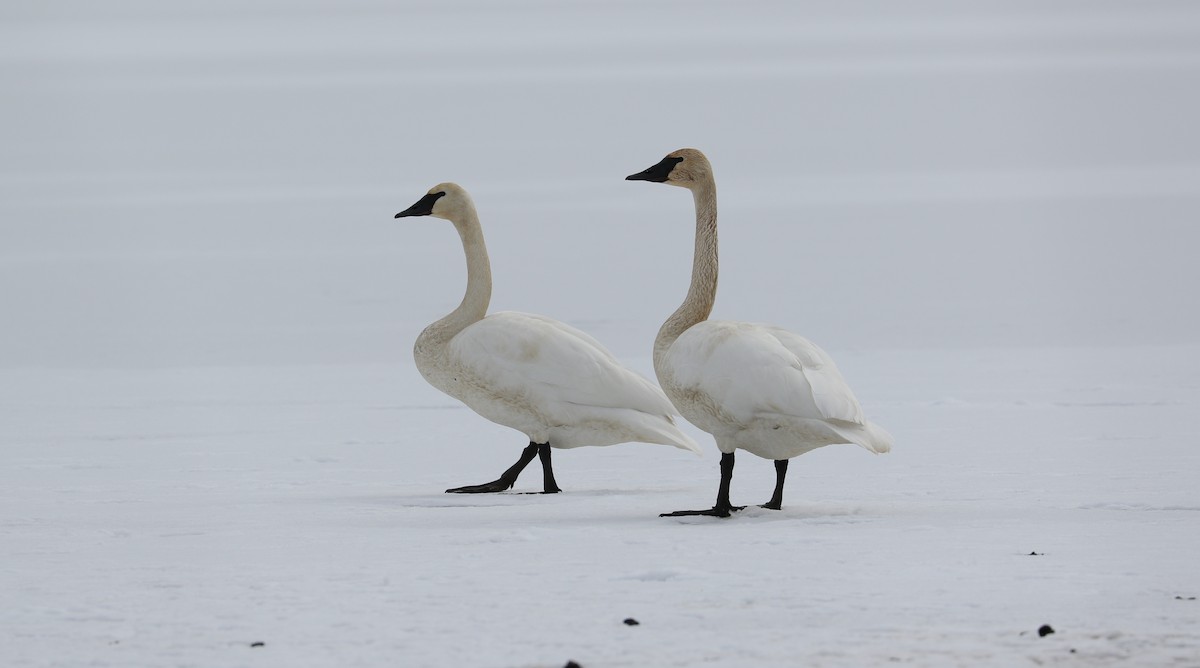 Trumpeter Swan - ML613110219