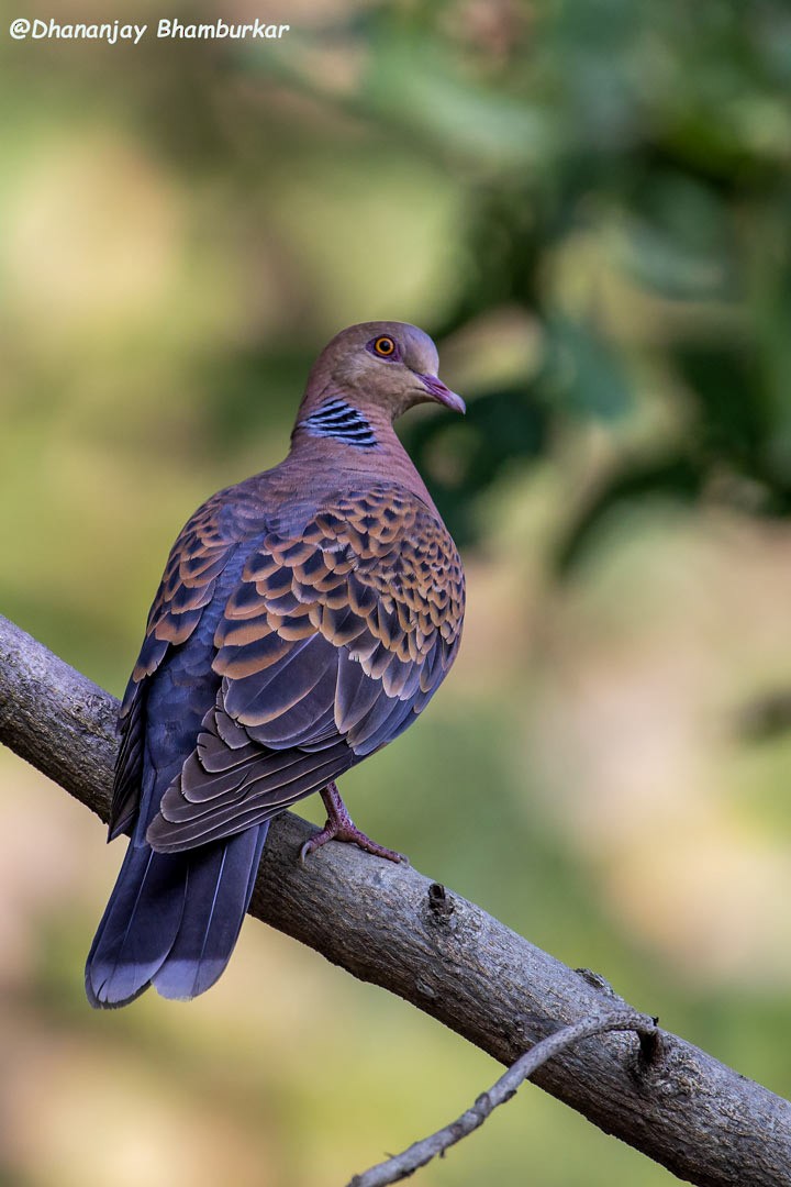 Oriental Turtle-Dove - Dhananjay Bhamburkar