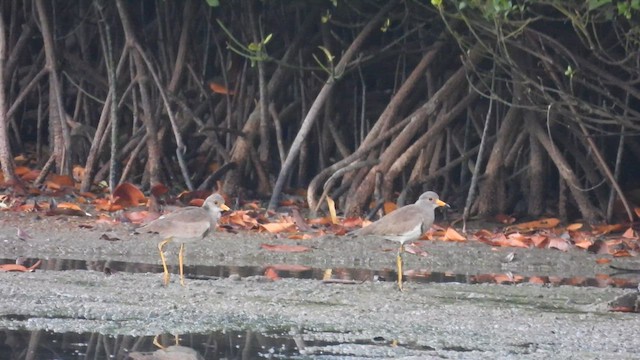 Gray-headed Lapwing - ML613110270