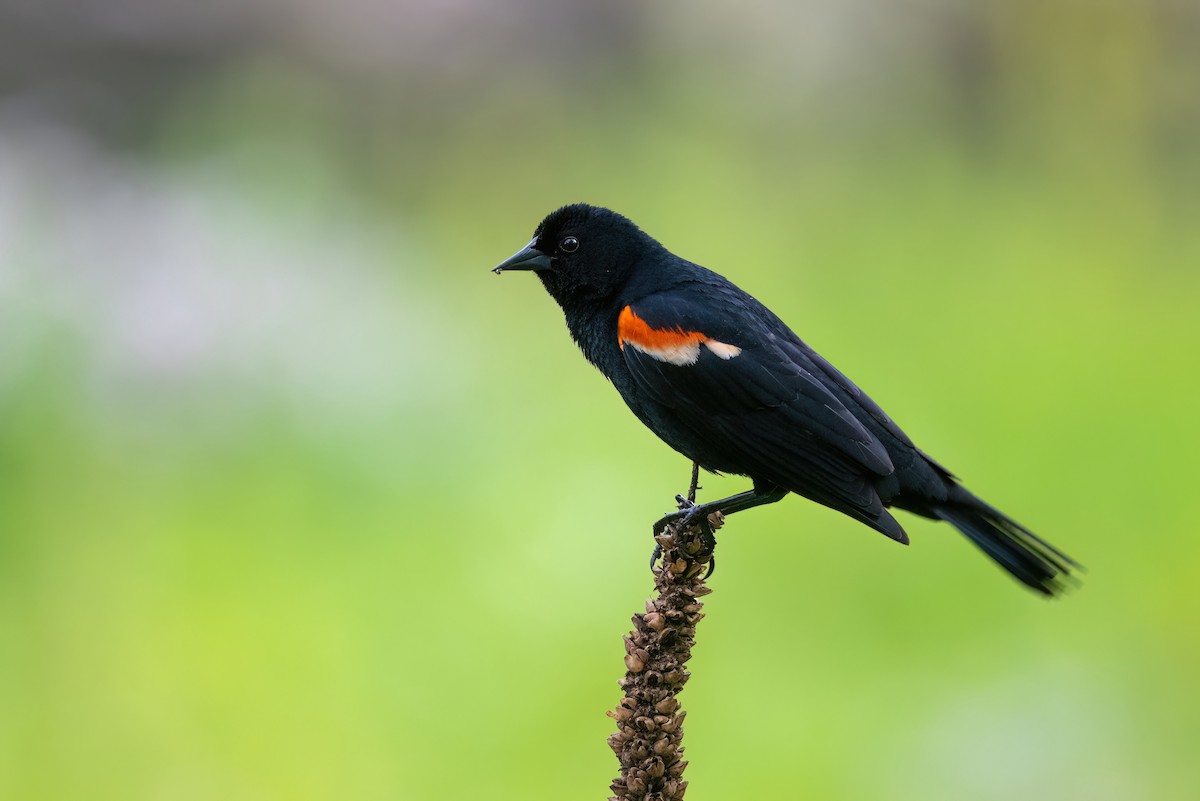 Red-winged Blackbird - ML613110300