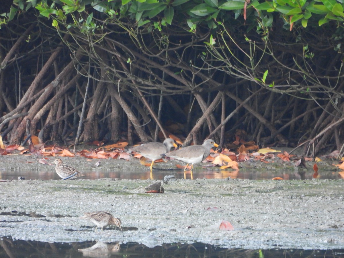 Common Snipe - ML613110320