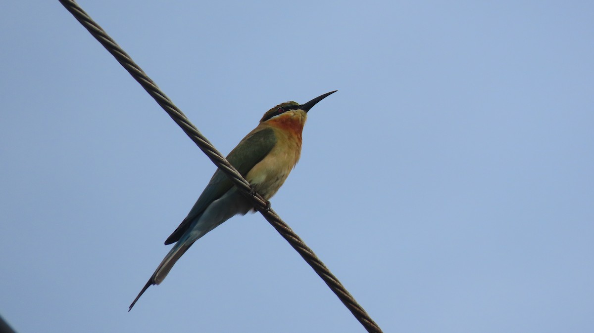 Blue-tailed Bee-eater - ML613110364