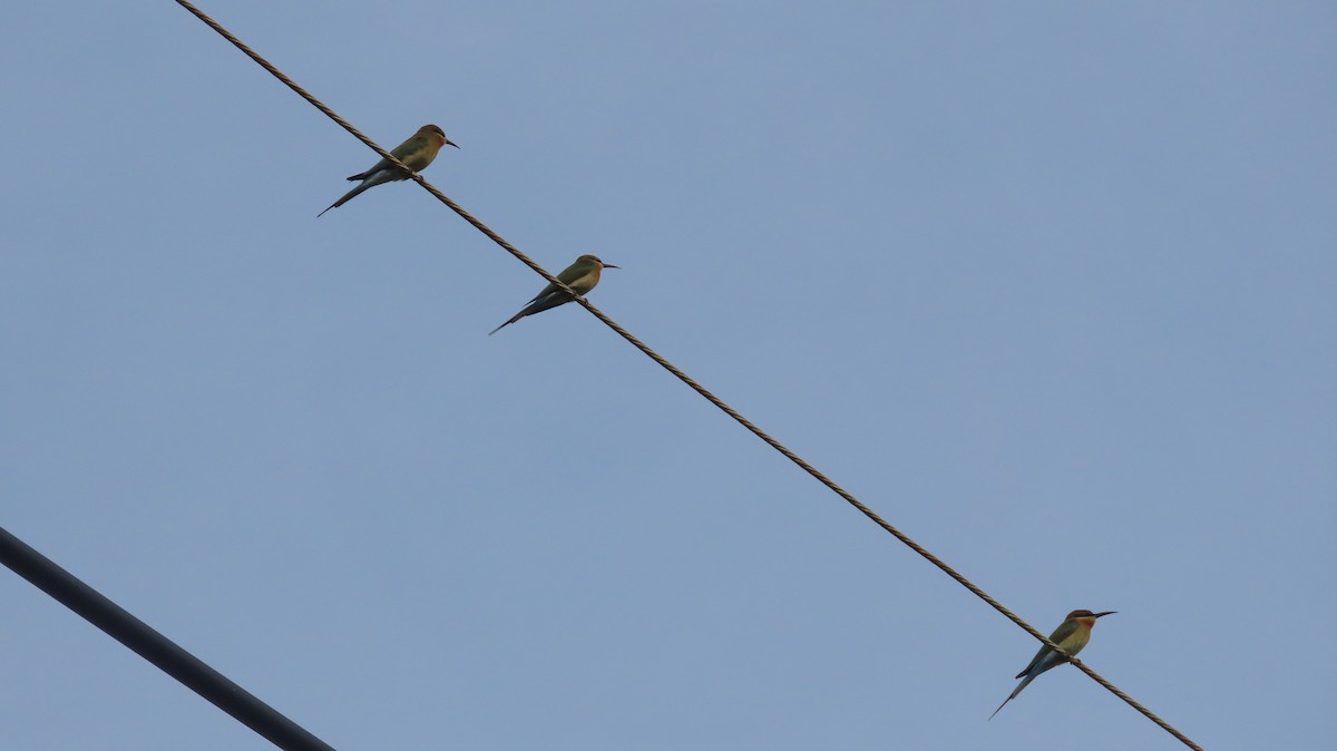 Blue-tailed Bee-eater - ML613110365