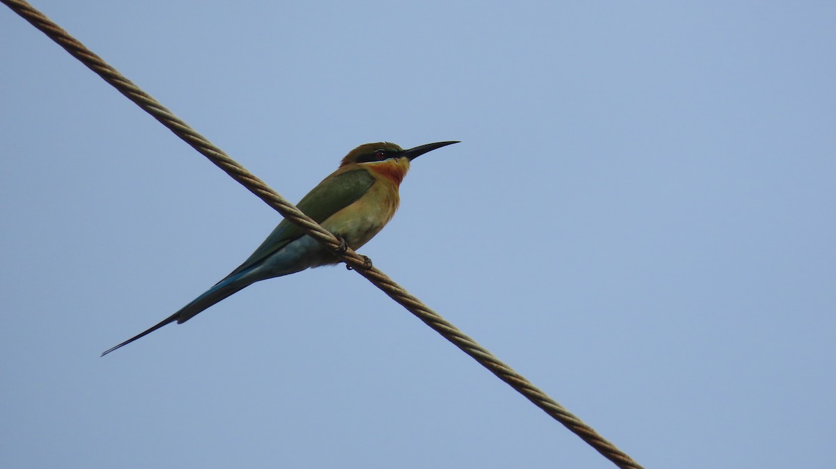 Blue-tailed Bee-eater - ML613110366