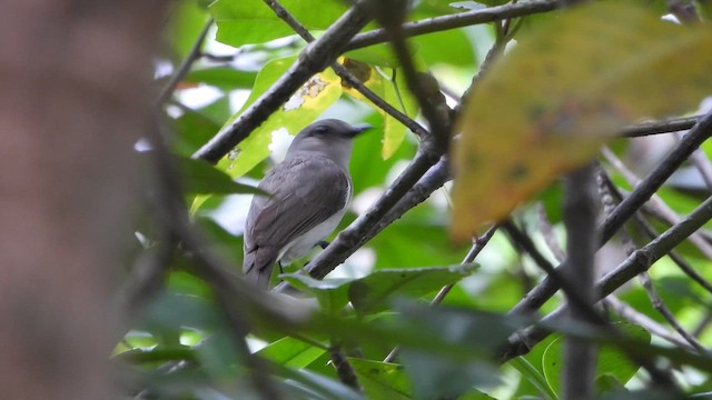 Mangrove Whistler - ML613110367