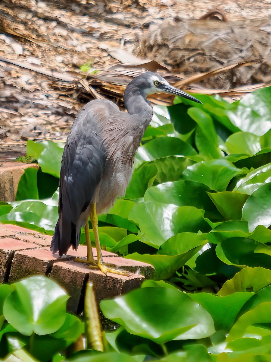 White-faced Heron - ML613110370