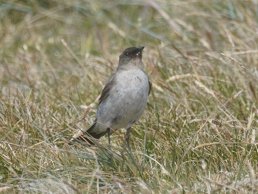 Dark-faced Ground-Tyrant - Merryl Edelstein