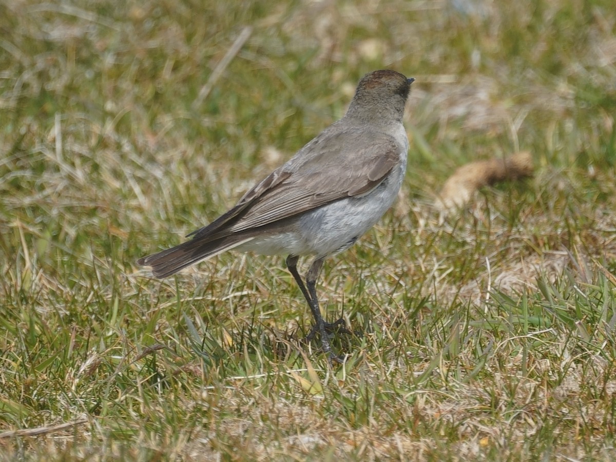 Dark-faced Ground-Tyrant - ML613110375