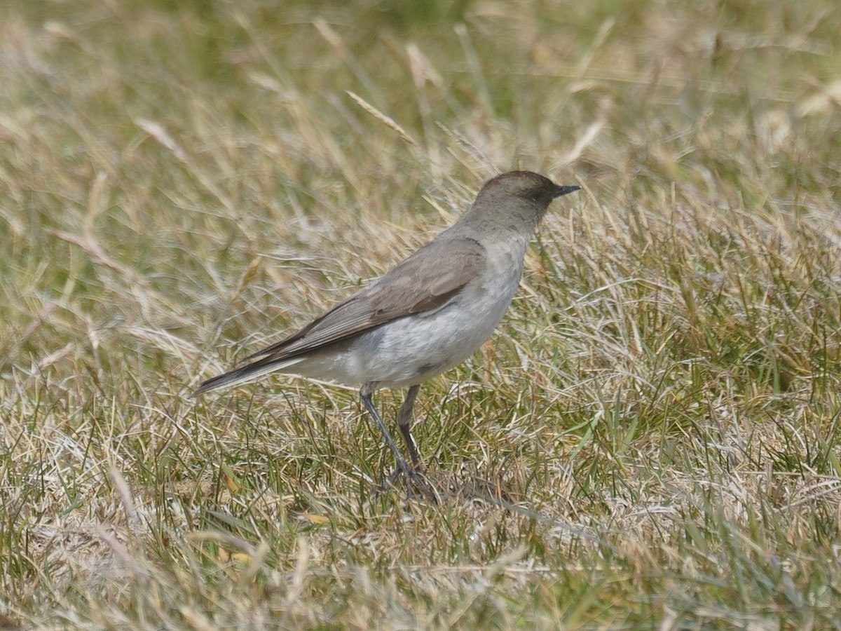 Dark-faced Ground-Tyrant - Merryl Edelstein