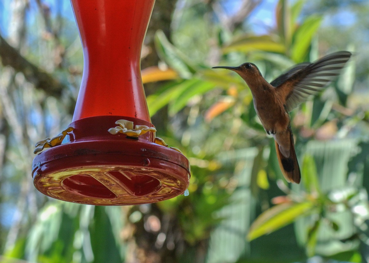 kolibřík pestroocasý - ML613110382