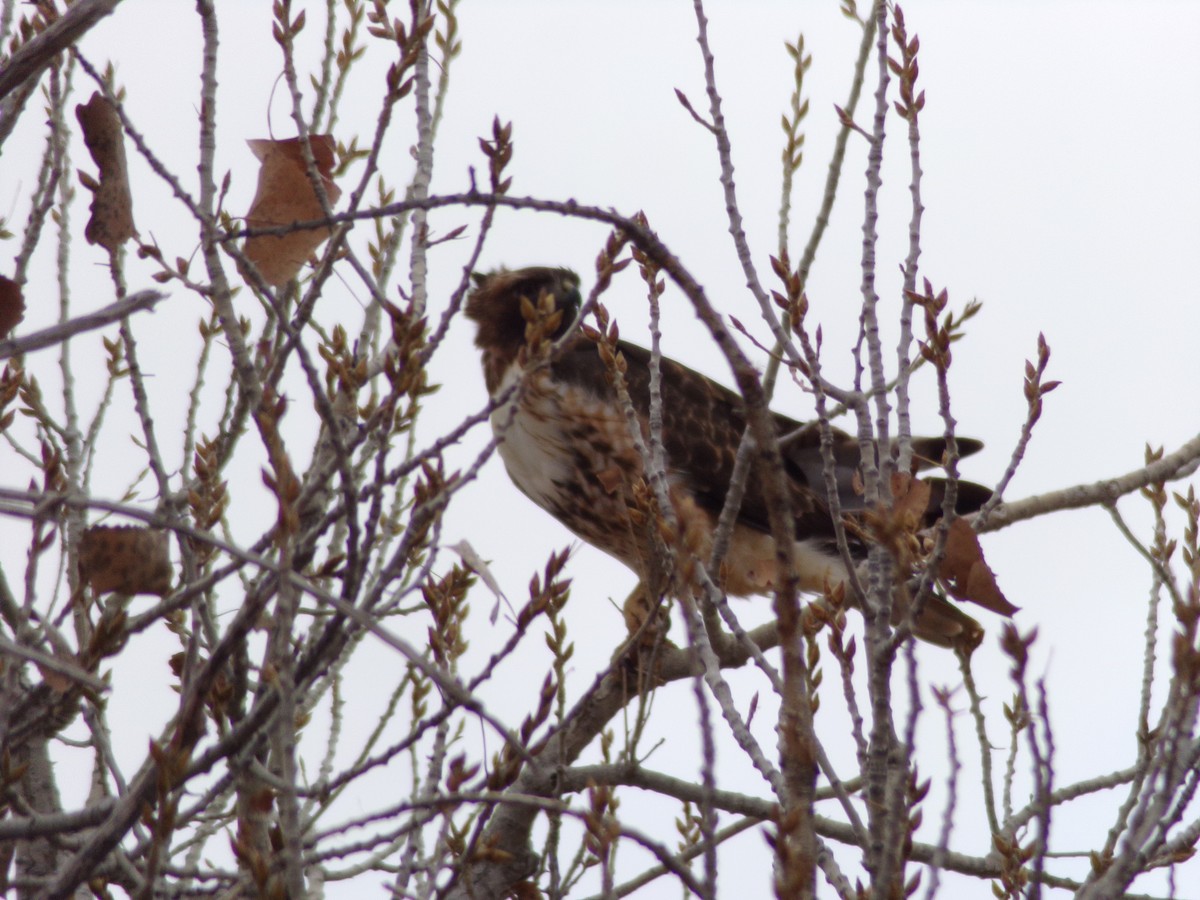 Red-tailed Hawk - ML613110408