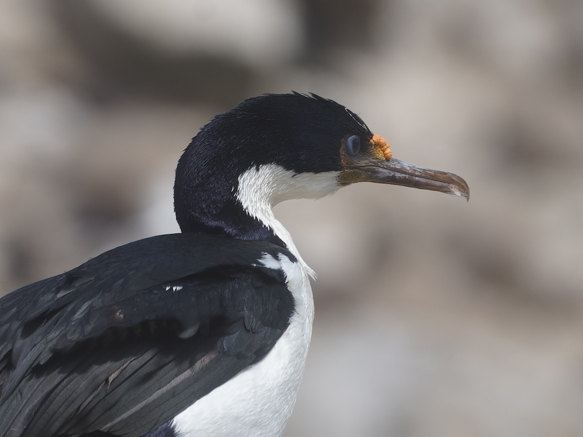 Imperial Cormorant - Merryl Edelstein