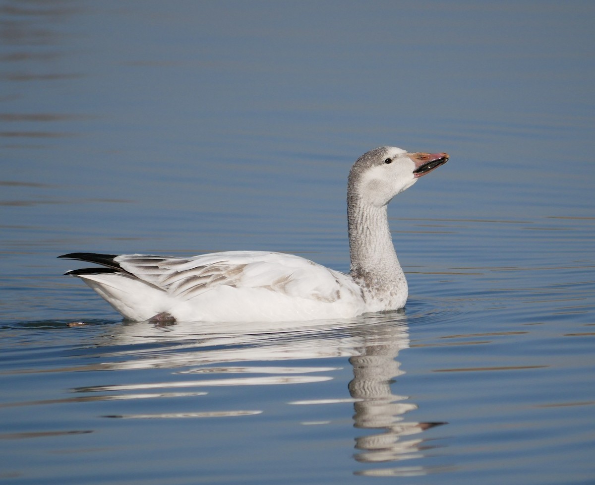 Oie des neiges - ML613110587