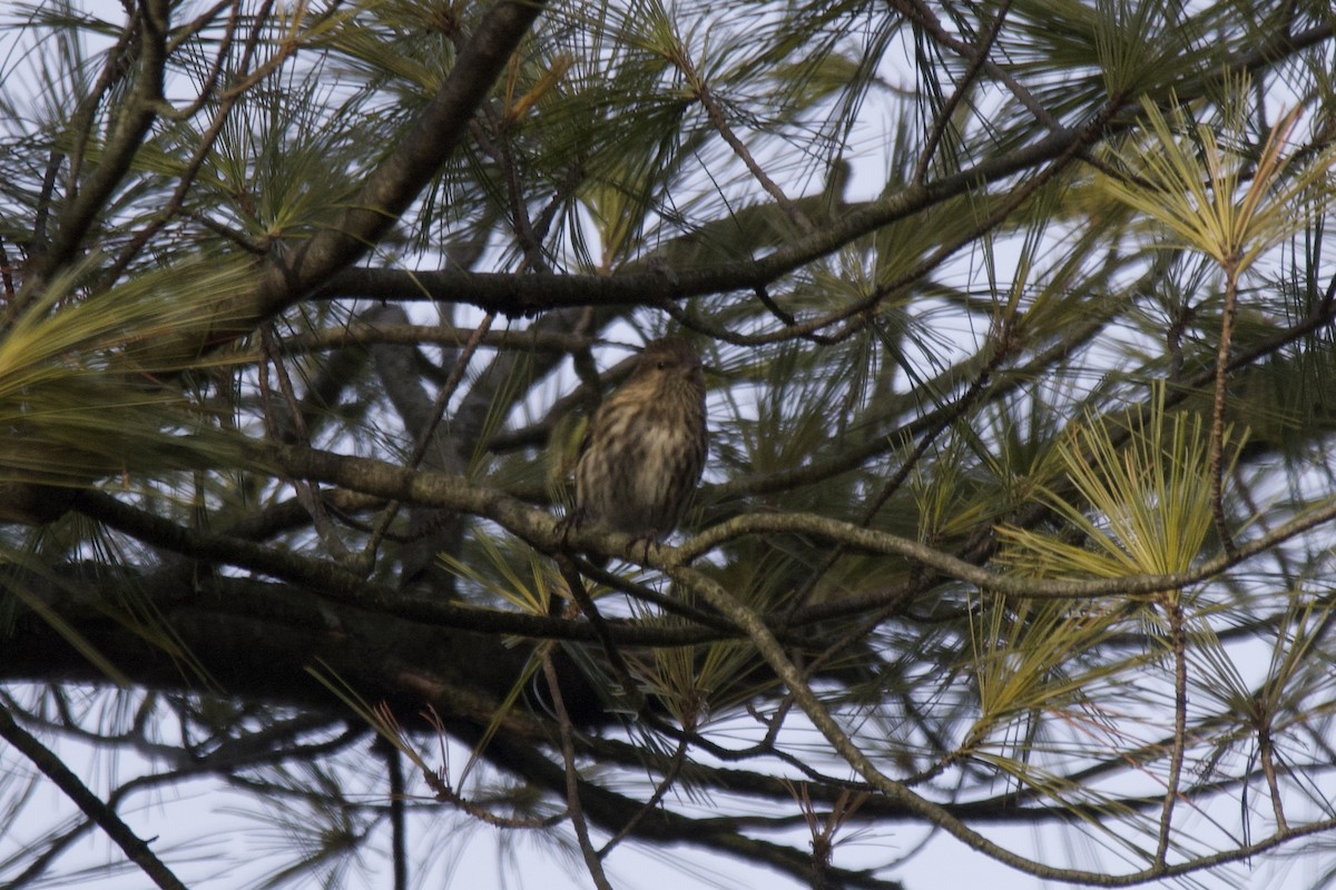 Pine Siskin - ML613110595