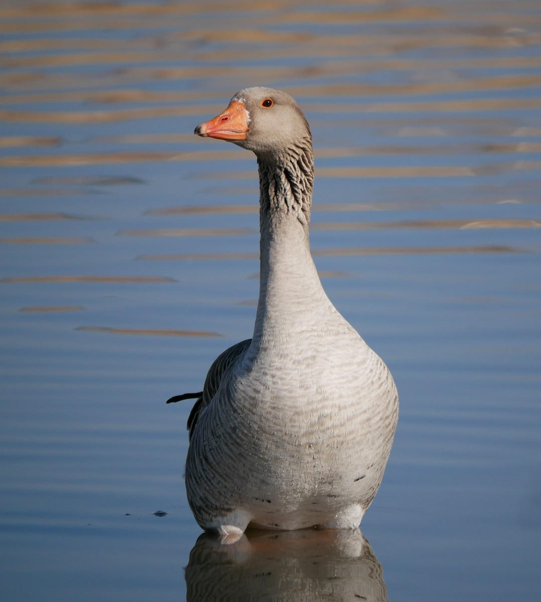 Graylag Goose (Domestic type) - Devin Houmand