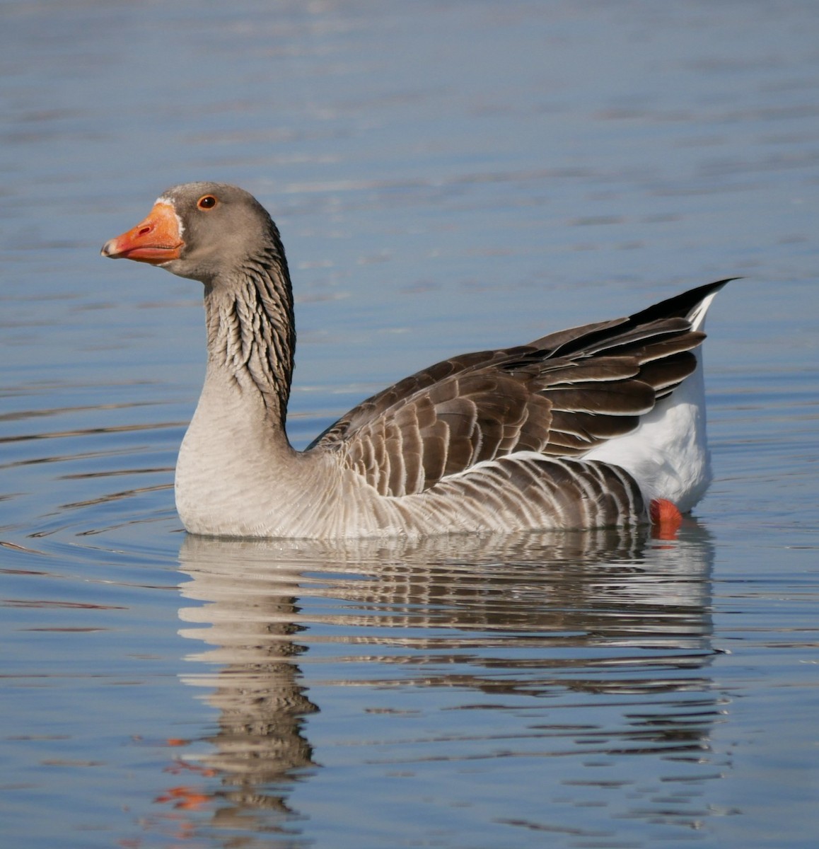 Graylag Goose (Domestic type) - Devin Houmand