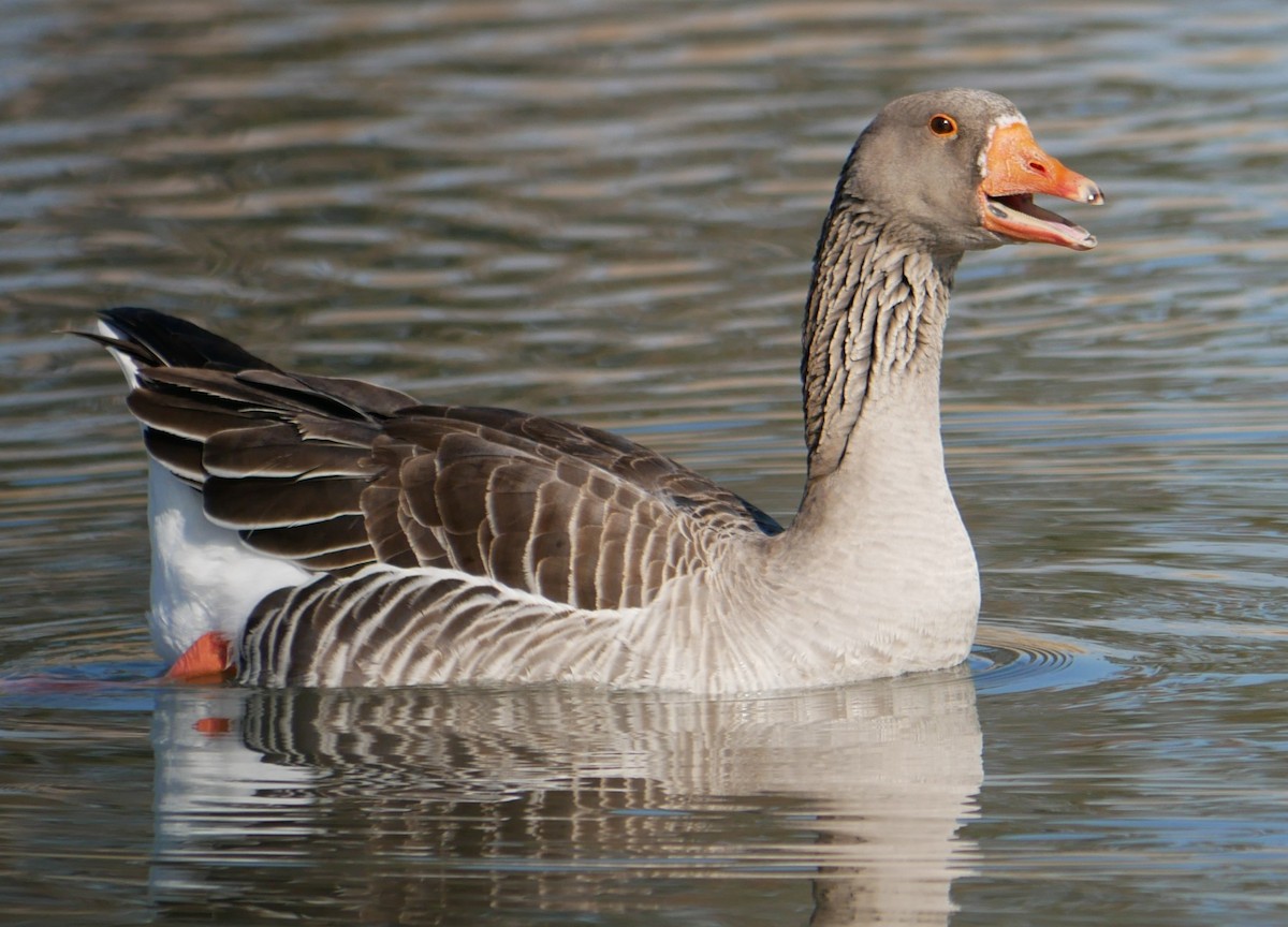 Graylag Goose (Domestic type) - Devin Houmand