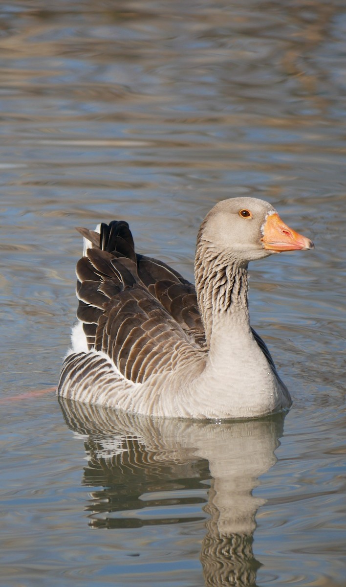 Graylag Goose (Domestic type) - Devin Houmand