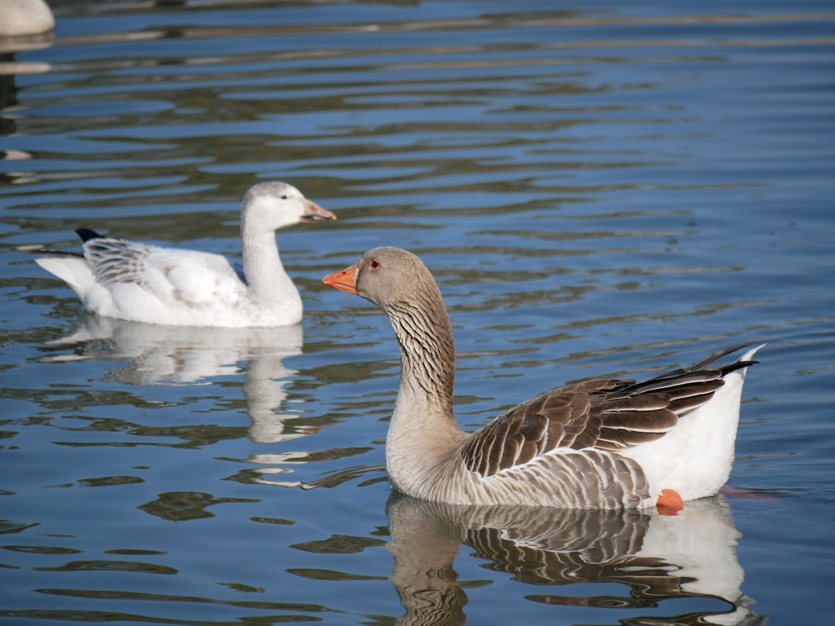 Graylag Goose (Domestic type) - Devin Houmand