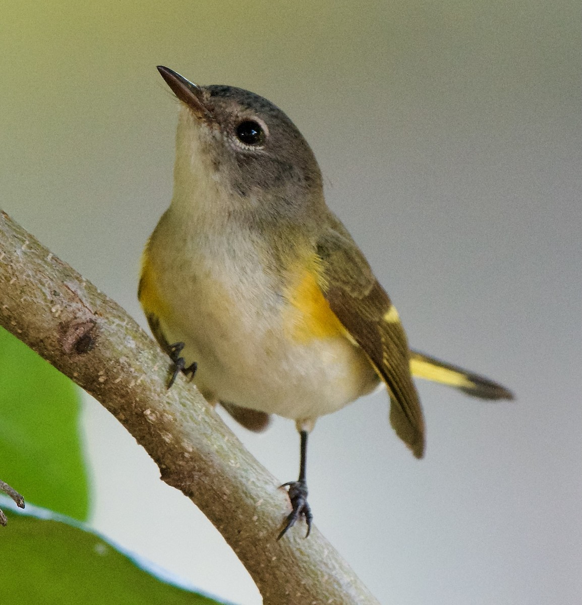 American Redstart - ML613110738