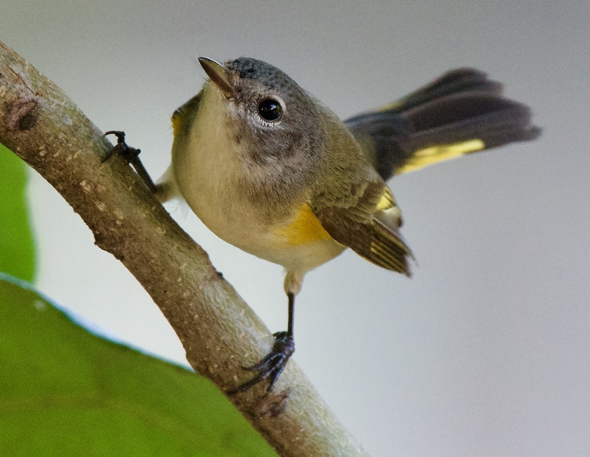 American Redstart - ML613110739