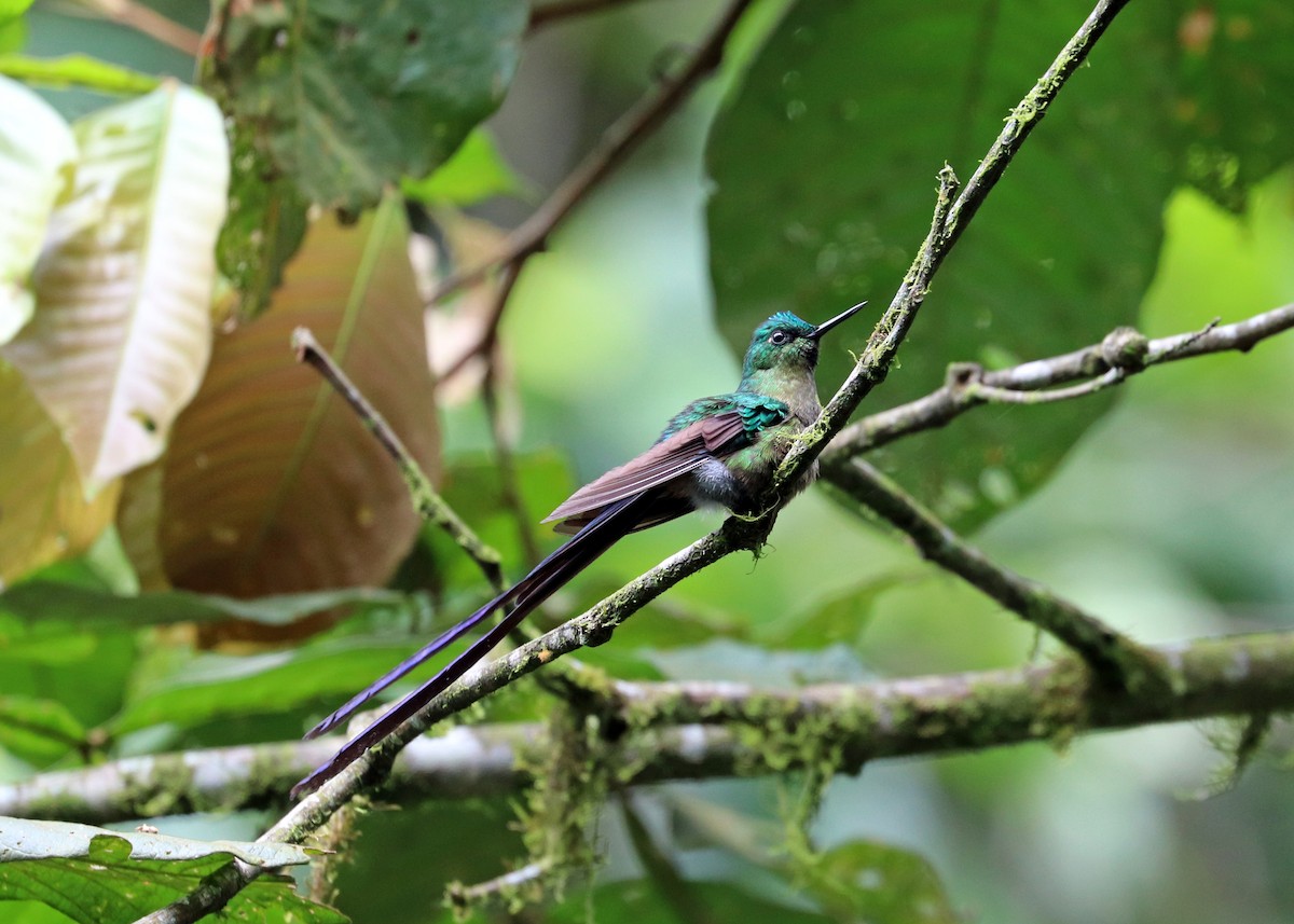 Violet-tailed Sylph - ML613110774