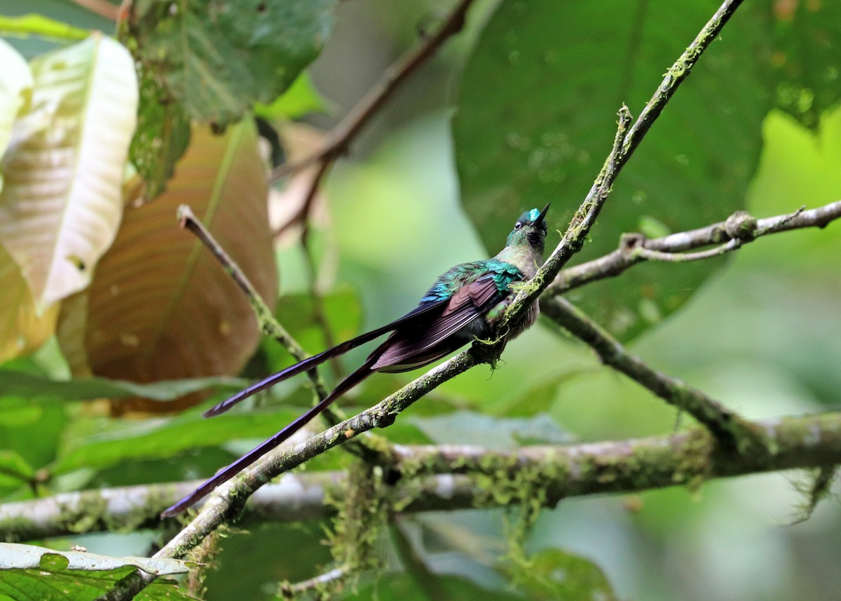 Violet-tailed Sylph - ML613110775
