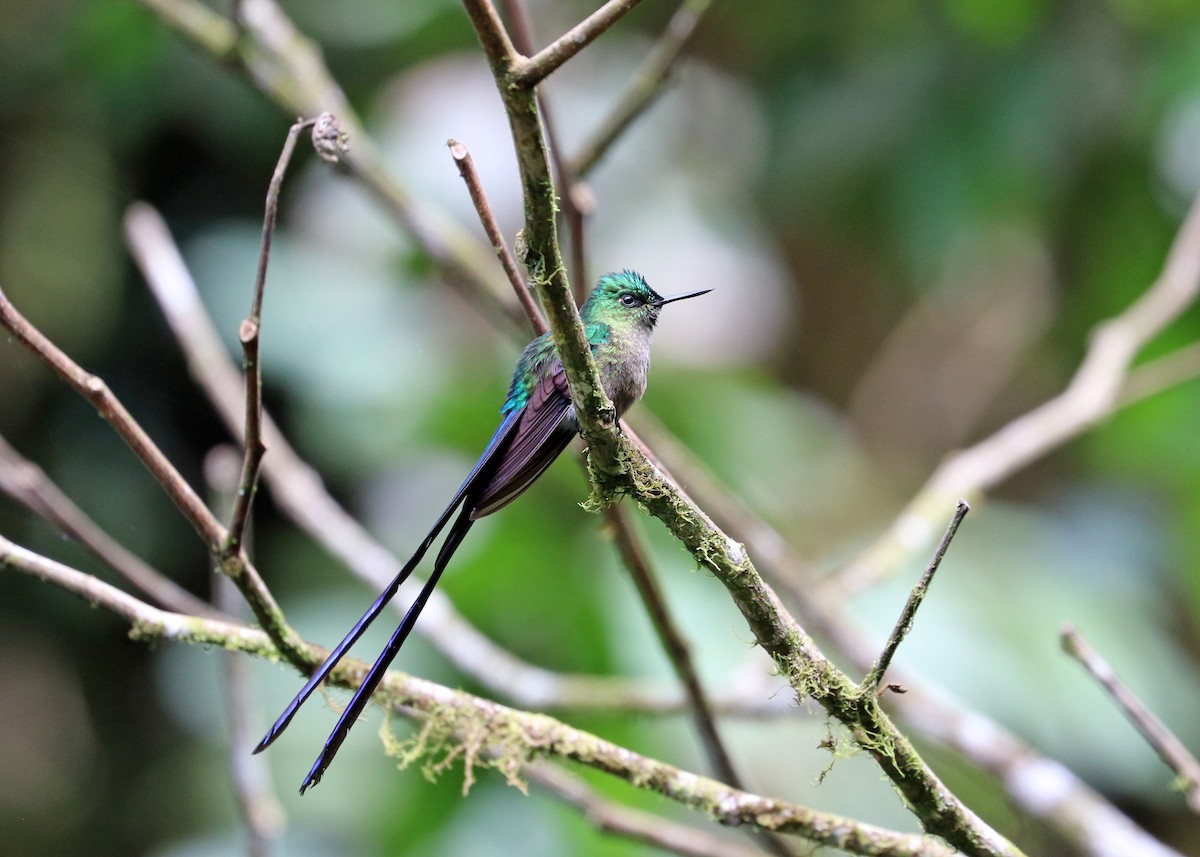 Violet-tailed Sylph - ML613110777