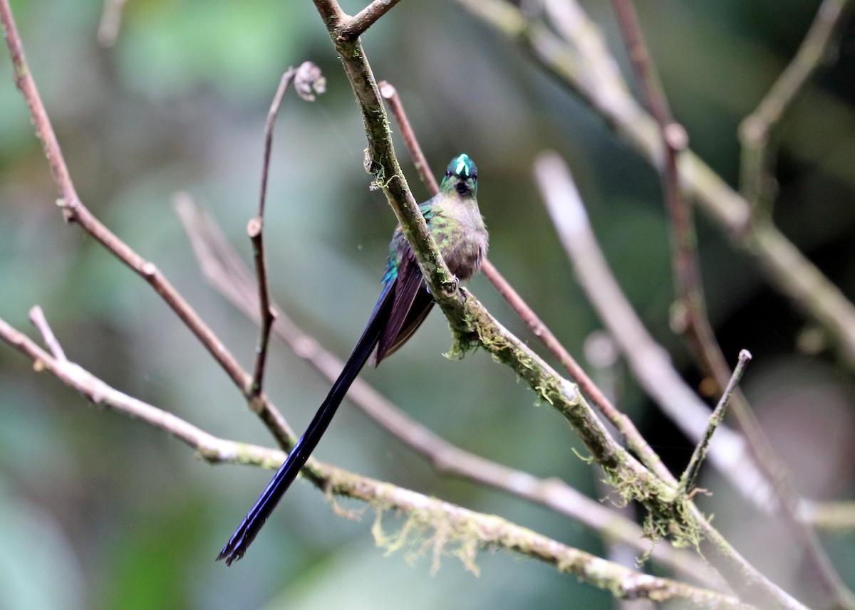 Violet-tailed Sylph - ML613110778